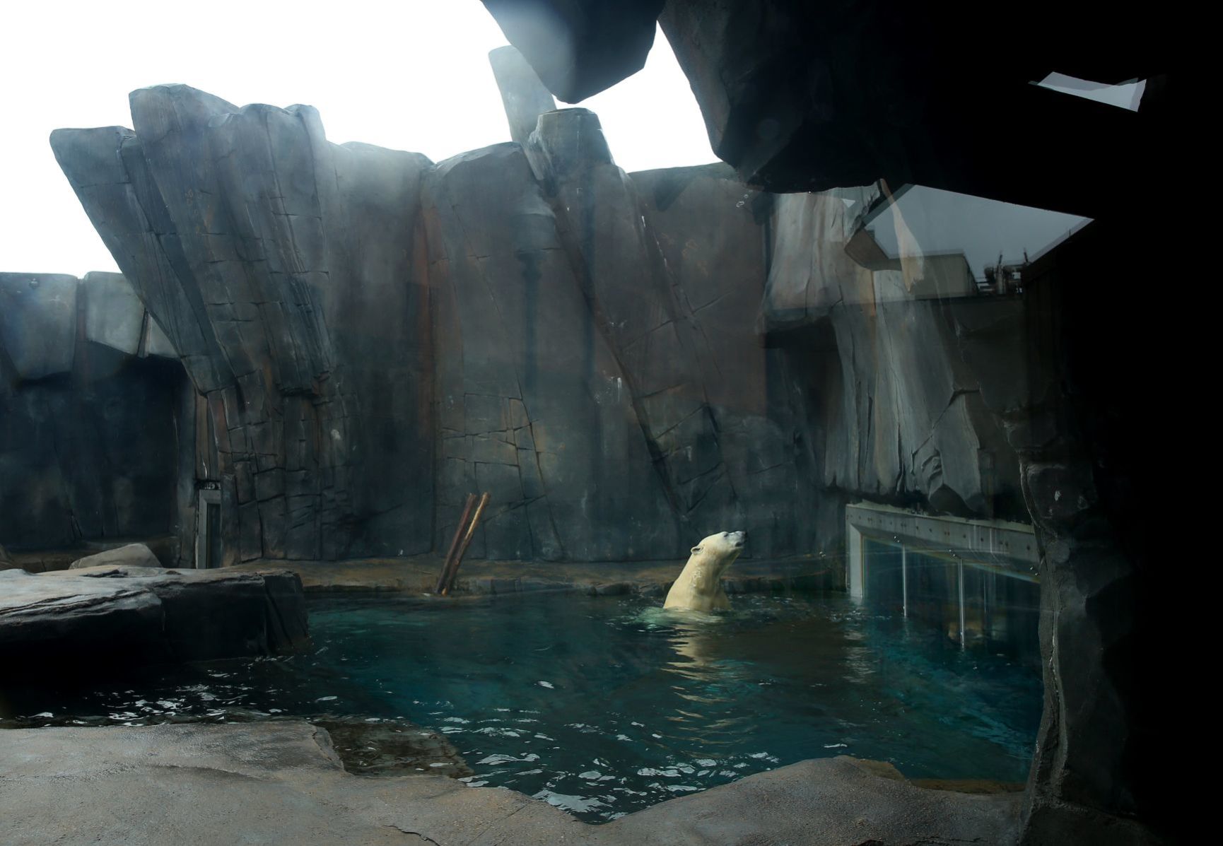Most work continues at St. Louis Zoo despite coronavirus